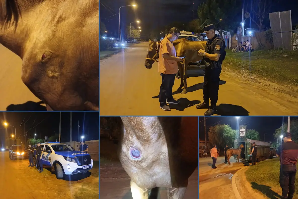 Maltrato animal retienen caballo en mal estado en Concordia - Diario El Enfoque