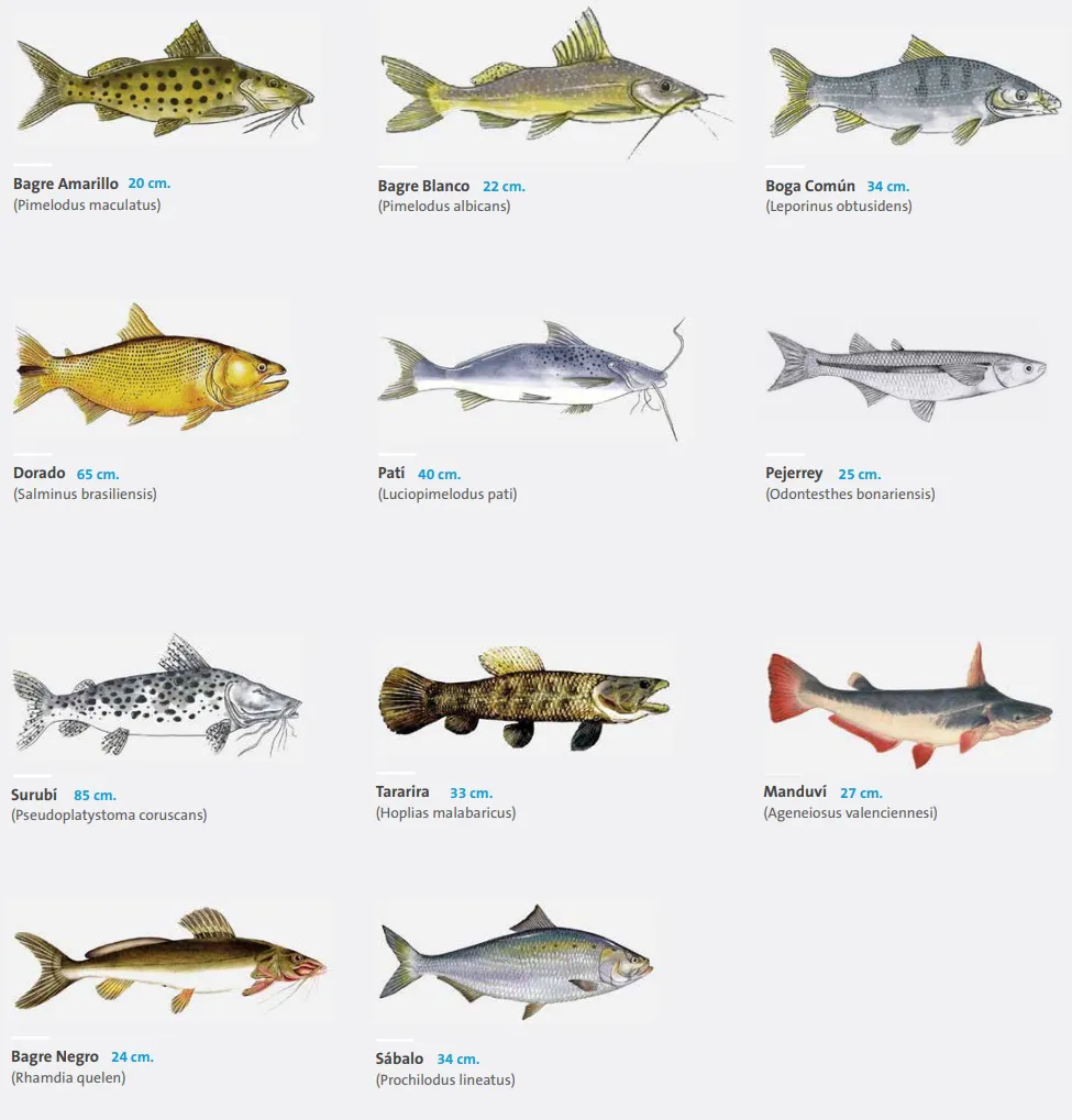 PECES CARU