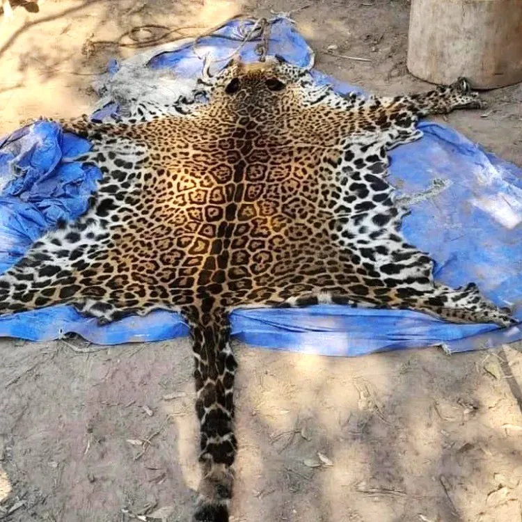 yaguareté