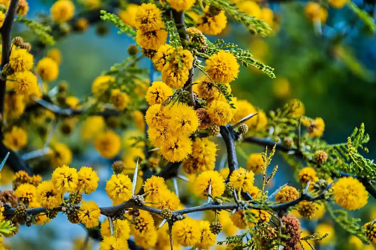 "Aromito", una especie nativa y emblemática de Entre Ríos.