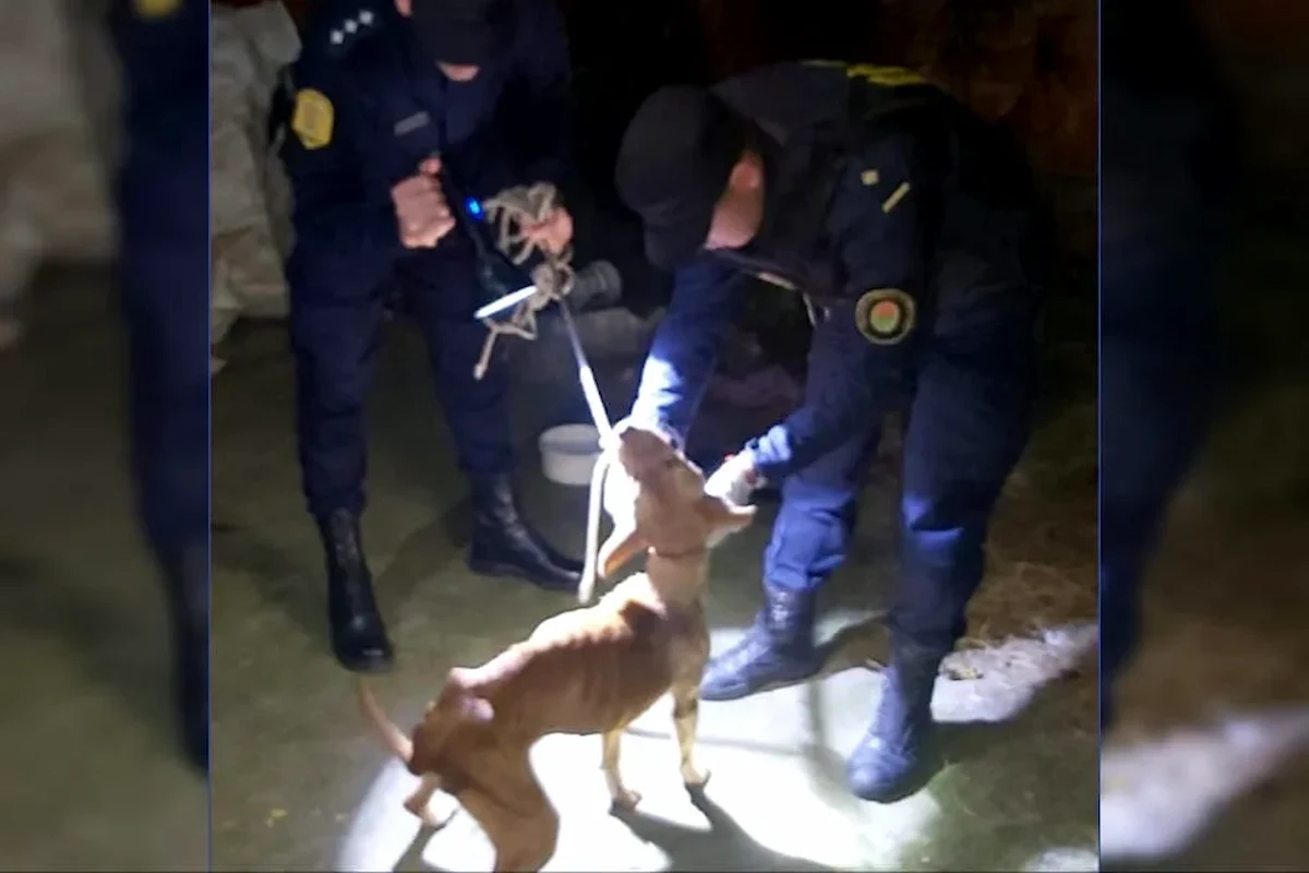 Secuestro de una perra por maltrato en Concordia - Diario El Enfoque