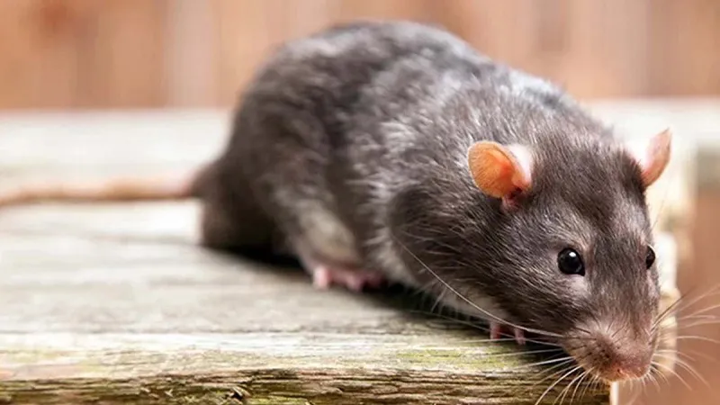 ratas