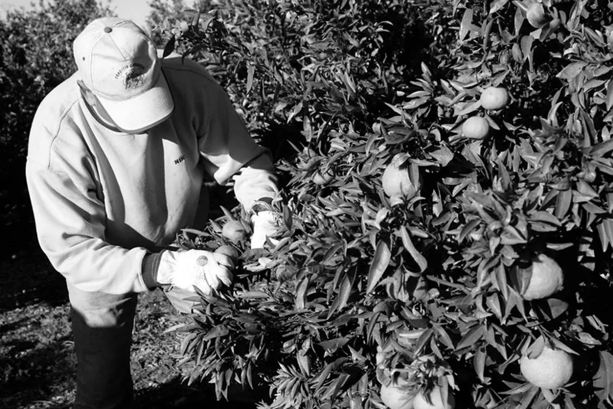 Cosechero blanco y negro - Diario el enfoque Concordia