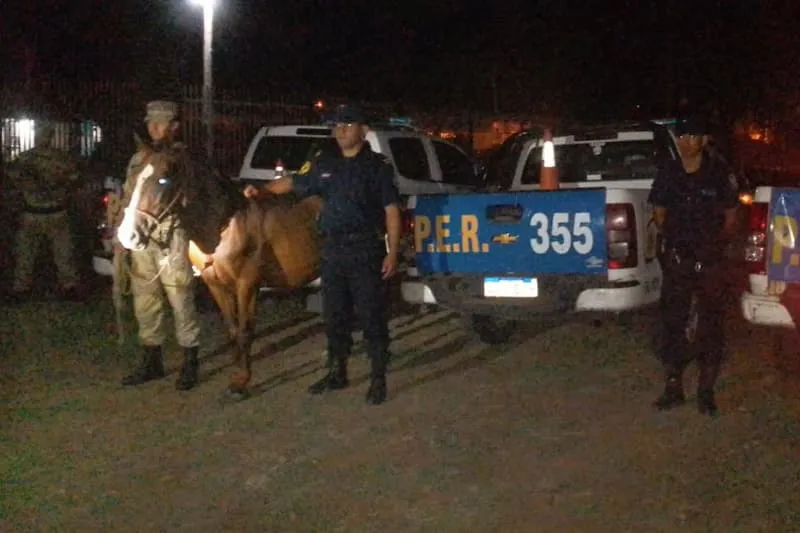 Recuperan caballo robado