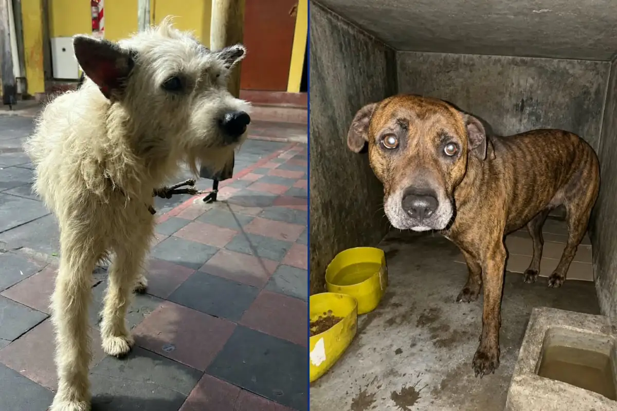 Maltrato animal en Concordia - Diario El Enfoque