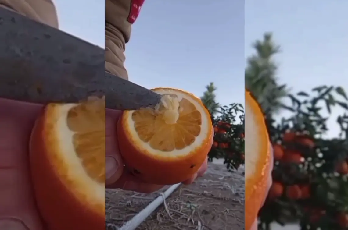 citrus - heladas