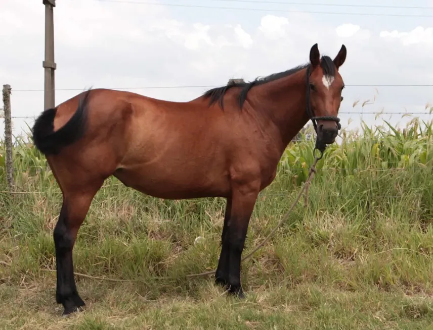 caballo
