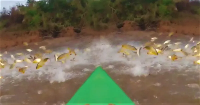 dorados