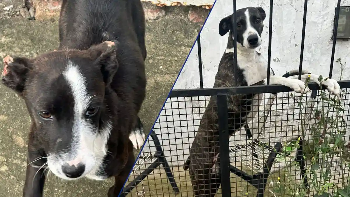 Rescataron a dos perros con signos de desnutrición y maltrato uno tenía las orejas seccionadas - Diario El Enfoque Concordia