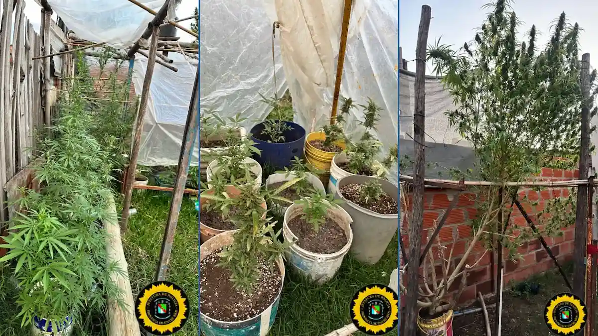 Secuestran 21 plantas de cannabis tras constatar exceso en cultivo autorizado - Diario El Enfoque Concordia
