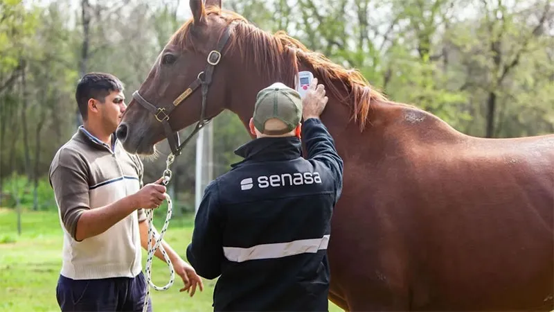caballo senasa