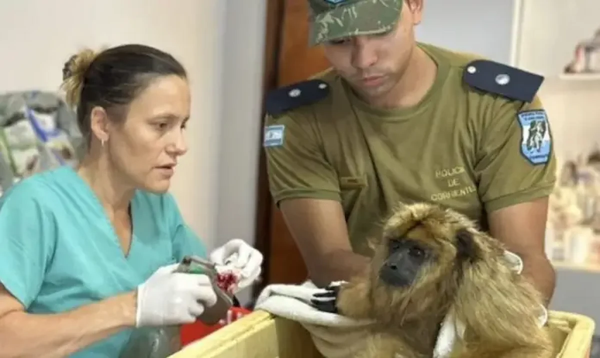 Rescatan cría de mono carayá herida en Corrientes - diario el enfoque concordia