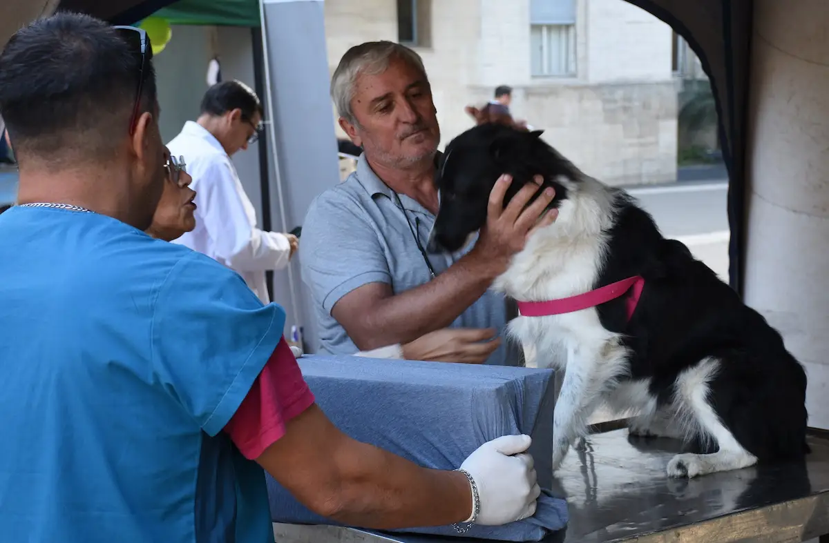 Castracciones gratuitas veterinaria - diario el enfoque concordia