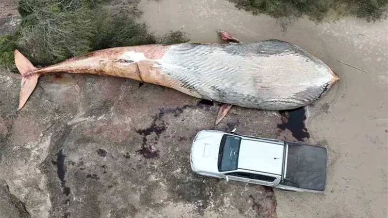 ballena 1