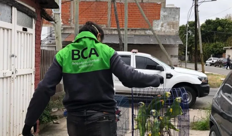 brigada 12