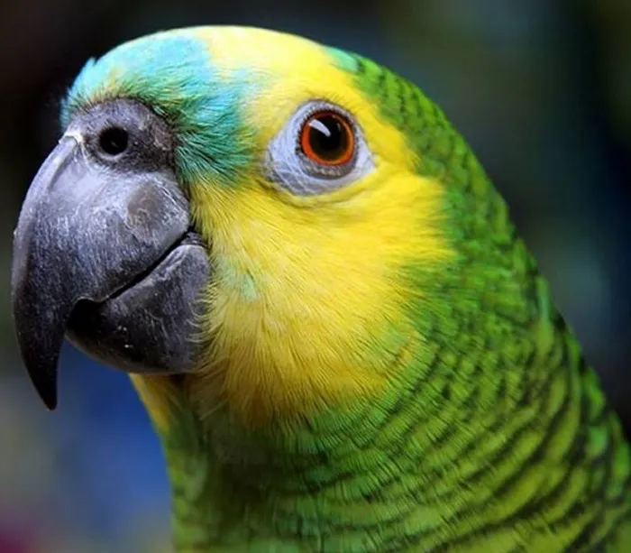 tráfico de fauna 12