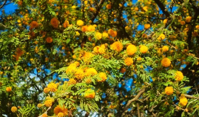 día del árbol entrerriano 1