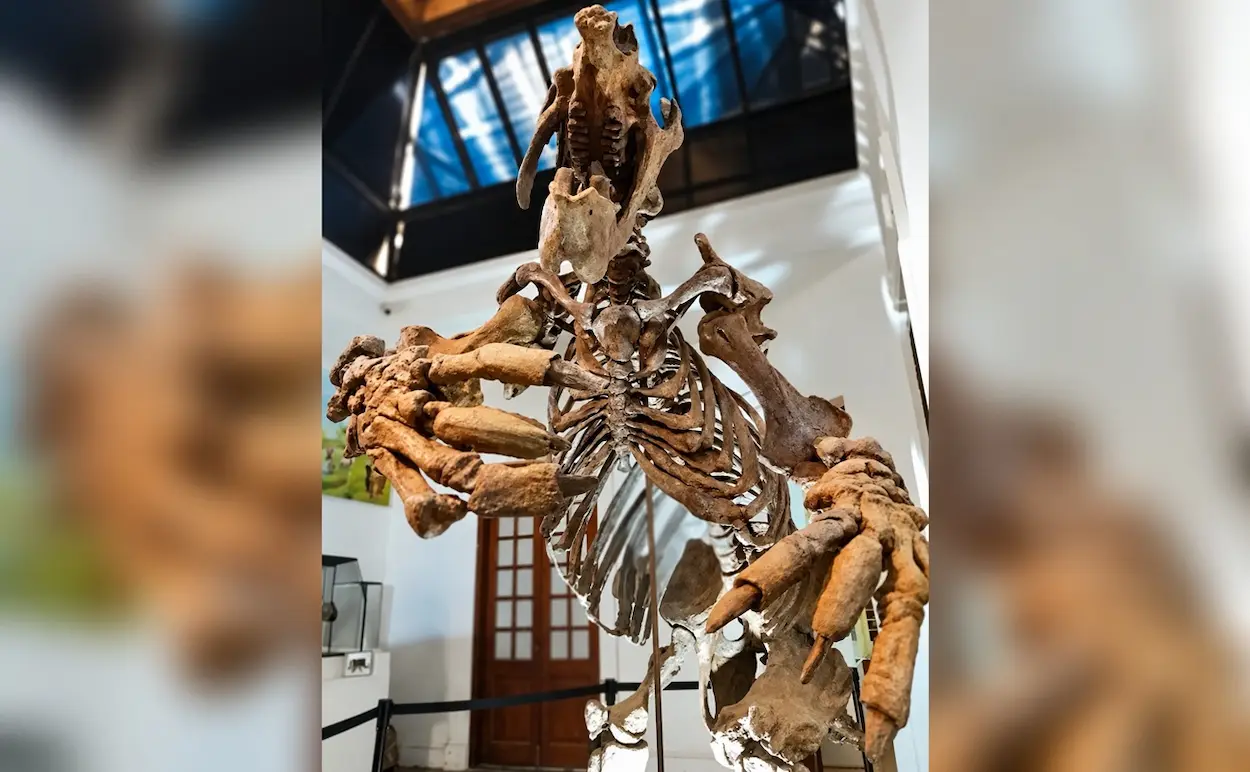 museo de antropología concordia megaterio - diario el enfoque concordia