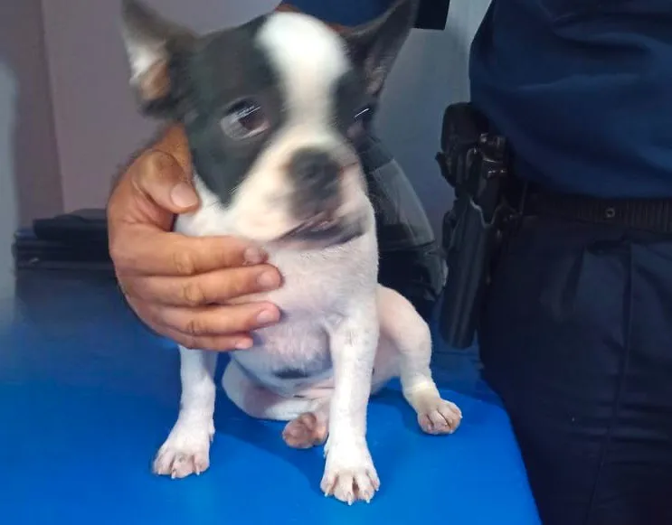 perro robado 1
